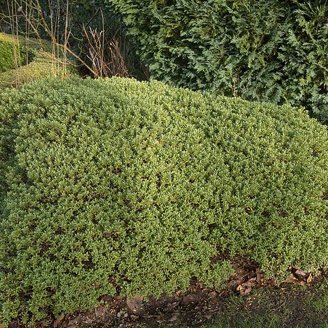 Hebe pinguifolia 'Pagei'