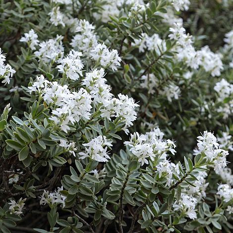 Hebe pinguifolia 'Pagei'