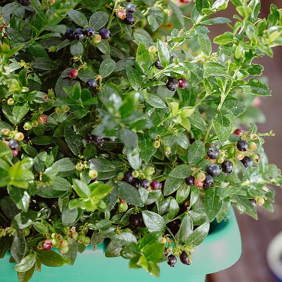 Blueberry 'BerryBux®'