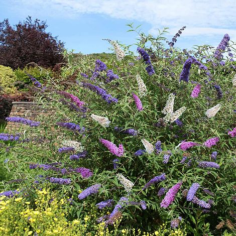 Buddleja davidii Tricolour