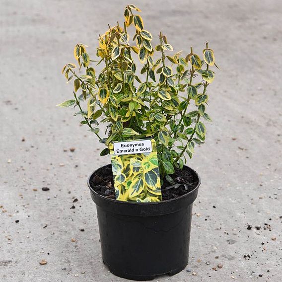 Euonymus fortunei 'Emerald 'n' Gold'