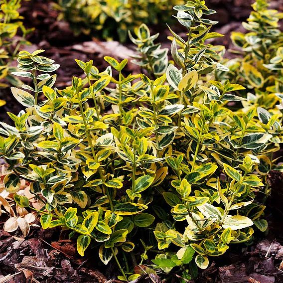 Euonymus fortunei 'Emerald 'n' Gold'