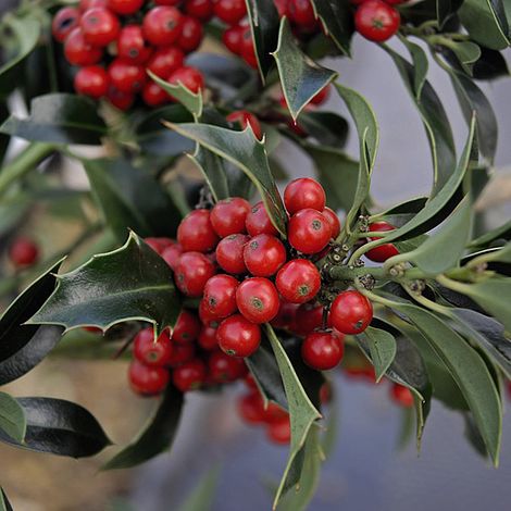 Holly 'Green Alaska'