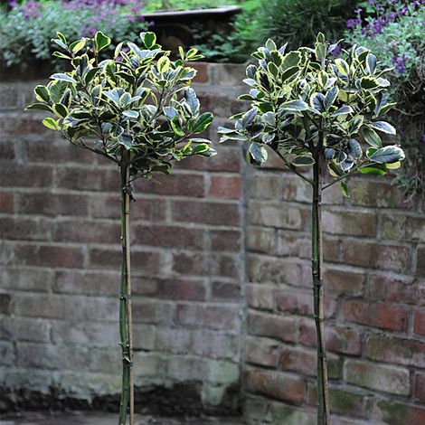 Holly 'Golden King' (Standard)