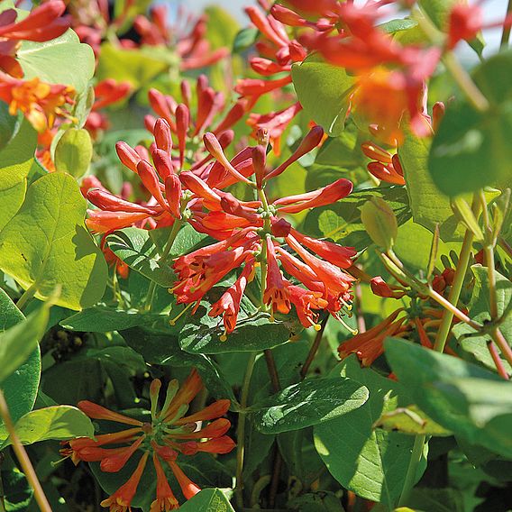 Honeysuckle 'Dropmore Scarlet'