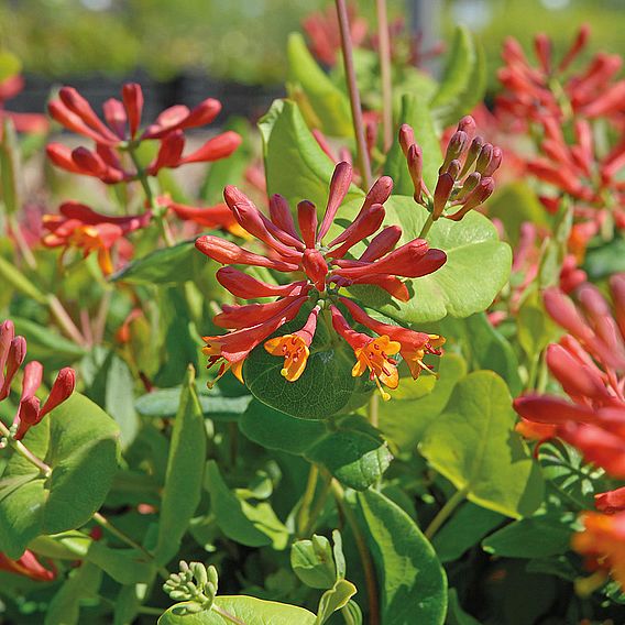 Honeysuckle 'Dropmore Scarlet'