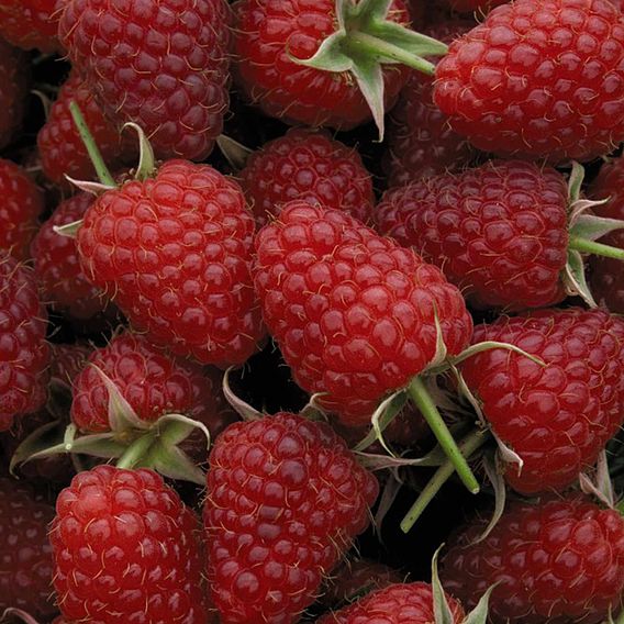 Raspberry 'Polka' (Autumn fruiting)