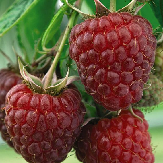 Raspberry 'Polka' (Autumn fruiting)