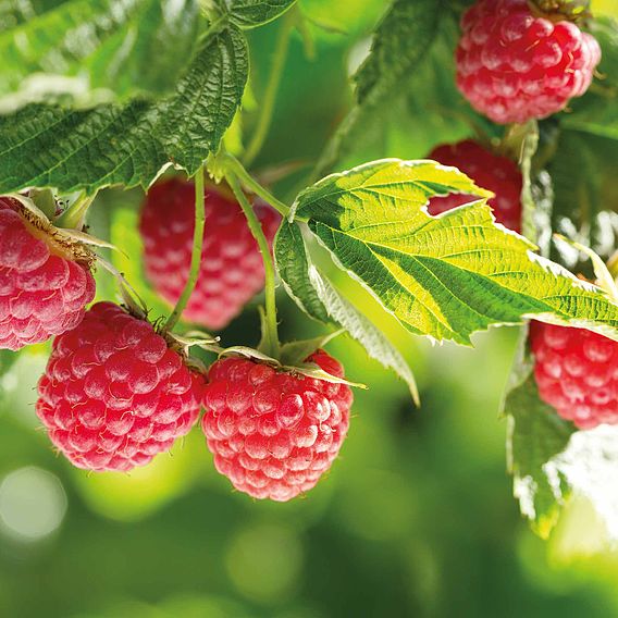 Raspberry 'Polka' (Autumn fruiting)