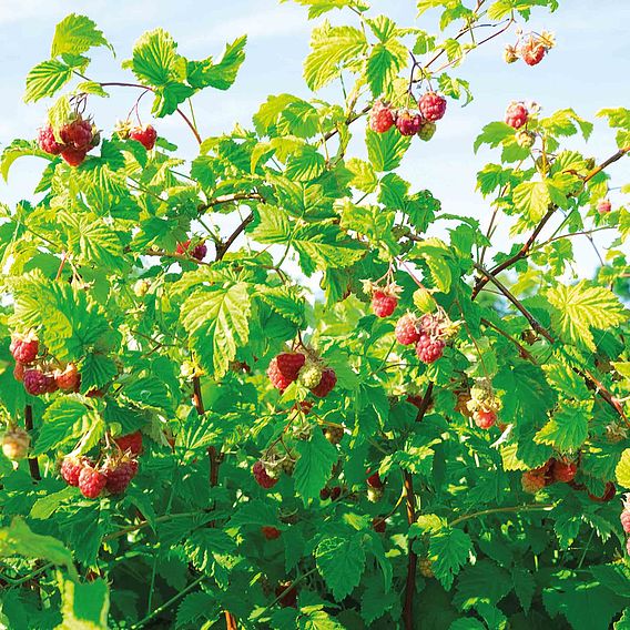 Raspberry 'Polka' (Autumn fruiting)