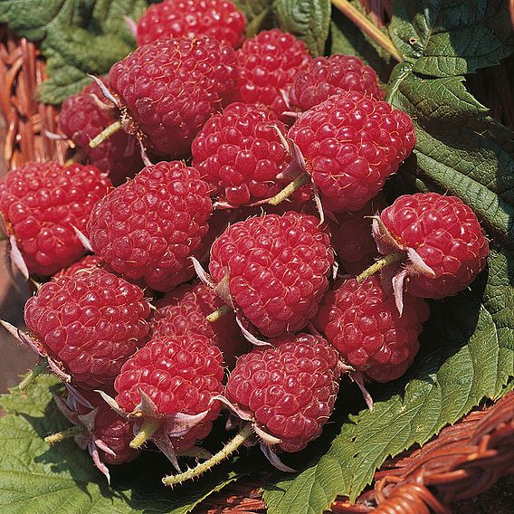 Raspberry 'Autumn Bliss' (Autumn fruiting)