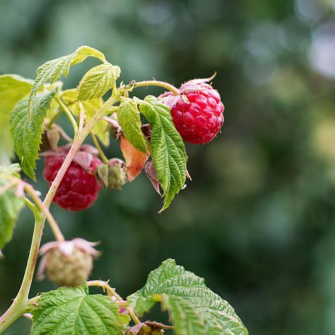 Raspberry 'Autumn Bliss' (Autumn fruiting)