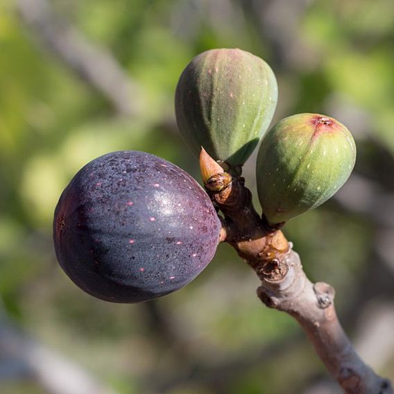 Fig 'Violette de Bordeaux'