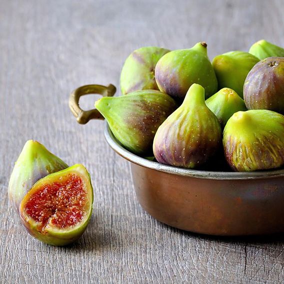 Fig (Ficus) Brunswick (bush)