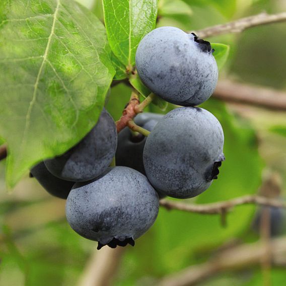 Blueberry 'Brigitta' (Late season)