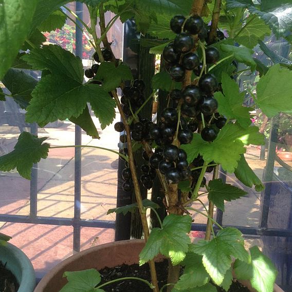 Blackcurrant 'Ben Connan'