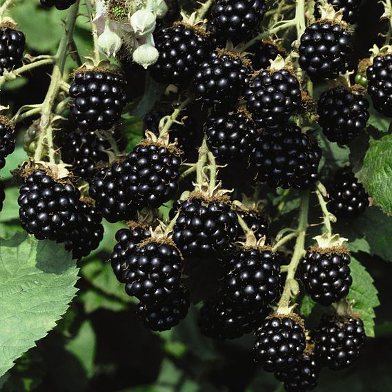 Blackberry (Rubus) Loch Ness