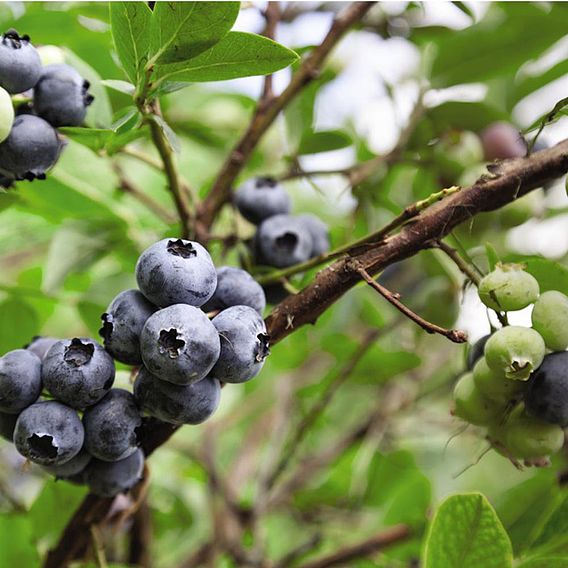 Blueberry (Vaccinium) Earliblue