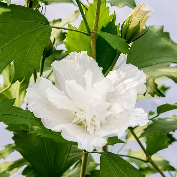 Hibiscus syriacus 'White Pillar'