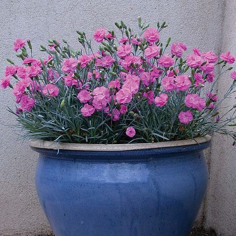 Dianthus 'Tickled Pink'