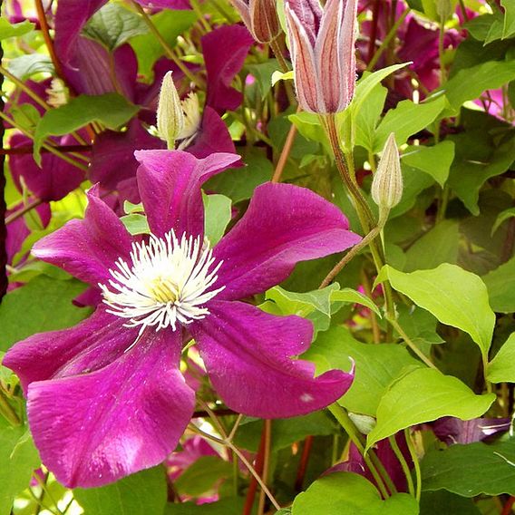 Clematis 'Ernest Markham'