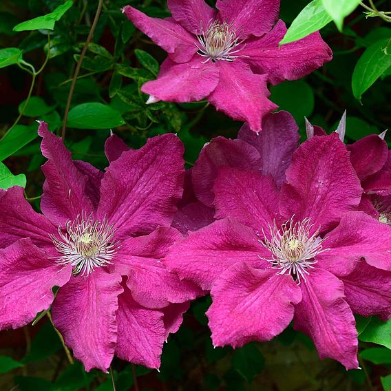 Clematis 'Ernest Markham'