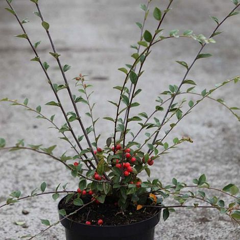 Cotoneaster Franchetii (Hedging)