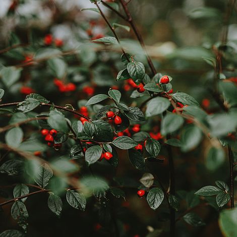 Cotoneaster Franchetii (Hedging)