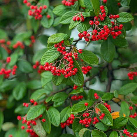 Cotoneaster Franchetii (Hedging)