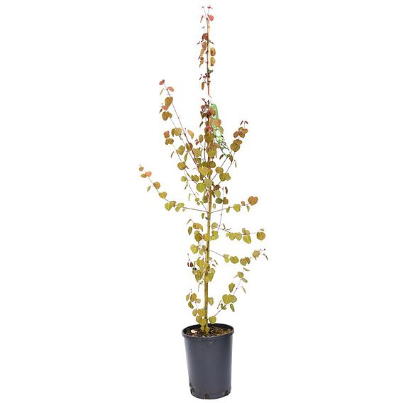 Cercidiphyllum japonicum