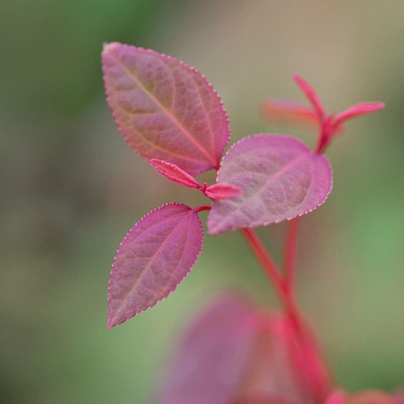 Cercidiphyllum Japonicum