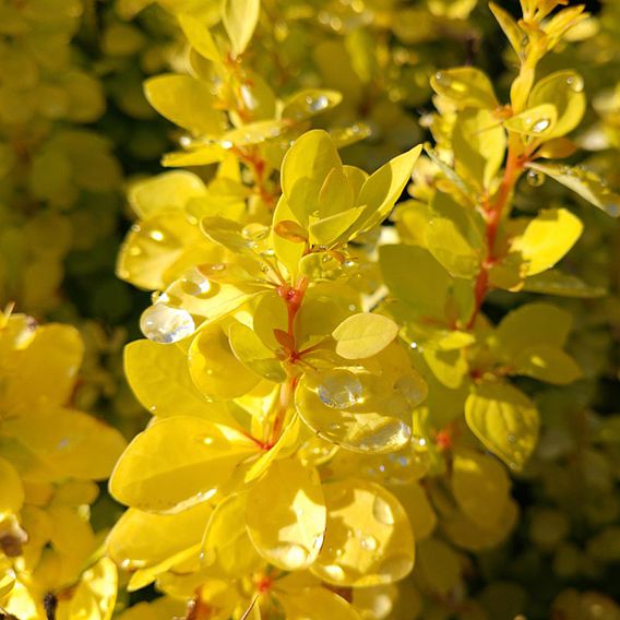 Berberis thunbergii