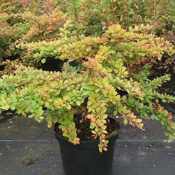 Berberis thunbergii