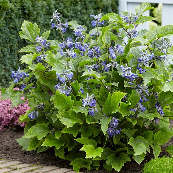 Clematis 'New Love'