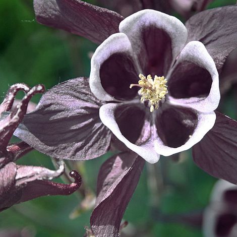 Aquilegia vulgaris 'William Guinness'