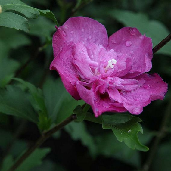 Hibiscus syriacus 'Purple Ruffles'