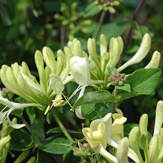 Honeysuckle 'Scentsation'