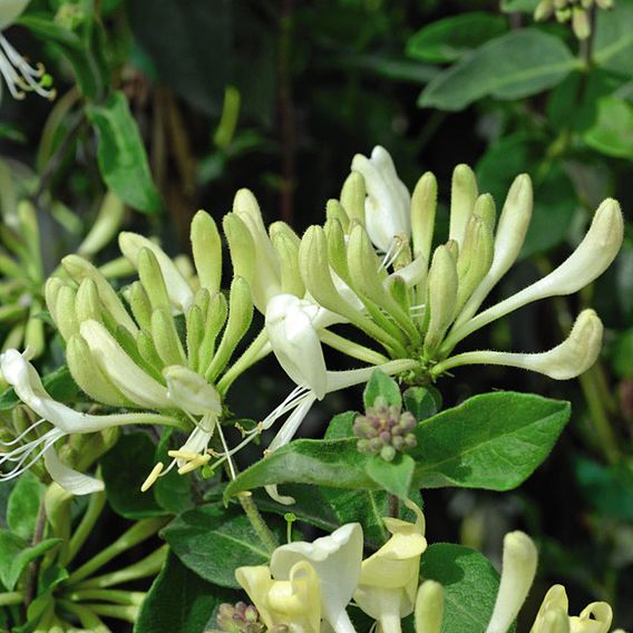 Honeysuckle 'Scentsation'