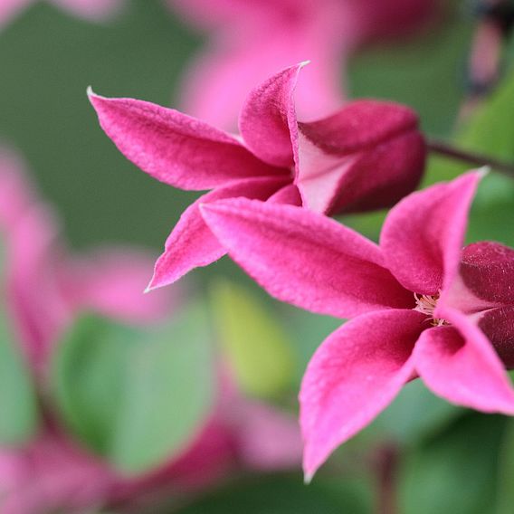 Clematis 'Princess Diana'