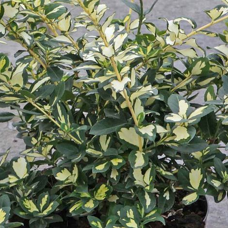 Euonymus fortunei 'Blondy'