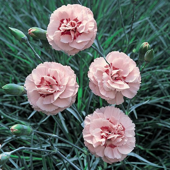 Dianthus 'Doris'