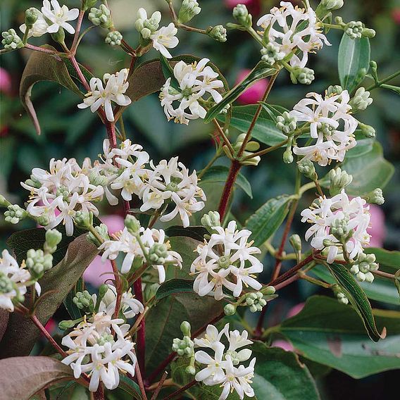 Heptacodium Miconioides