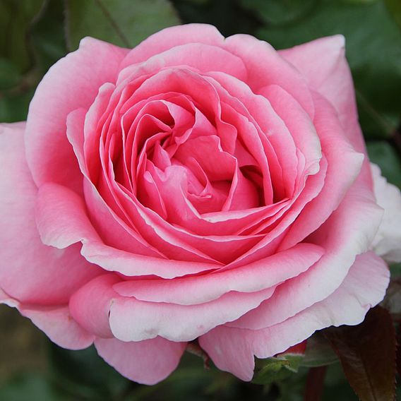 Rose 'Special Anniversary' (Hybrid Tea Rose)