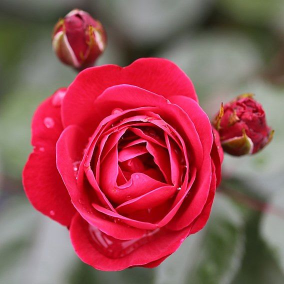 Rose 'Precious Ruby' (Floribunda Rose)