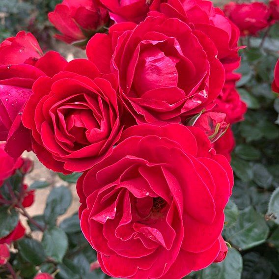 Rose 'Precious Ruby' (Floribunda Rose)