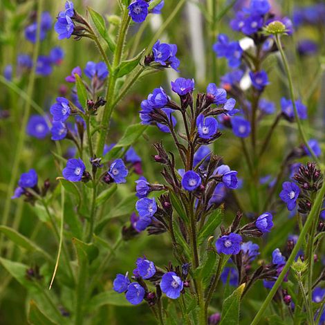 Anchusa azurea 'Dropmore'