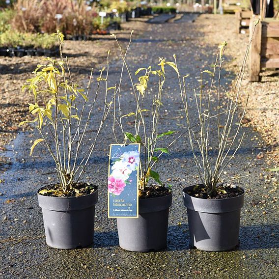 Achillea filipendulina 'Coronation Gold'