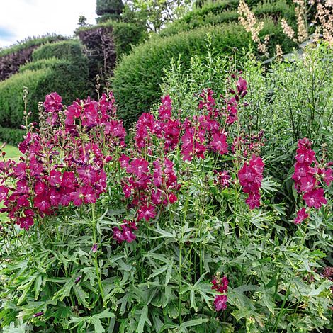 Sidalcea hybrida 'Party Girl'