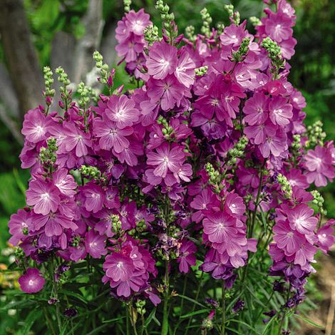 Sidalcea hybrida 'Party Girl'