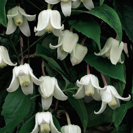 Clematis urophylla 'Winter Beauty'